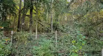 Suche Baumschneider für Walddurchforstung