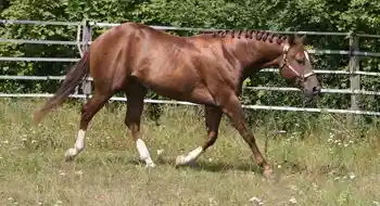 Deckanzeige - American Quarter Horse Hengst