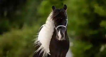 Amerikanisches Miniaturhorse Hengst