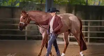 Quarter Horse + Paint Horse Deckhengst