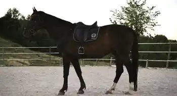 Wunderschönes Warmblut zu verkaufen