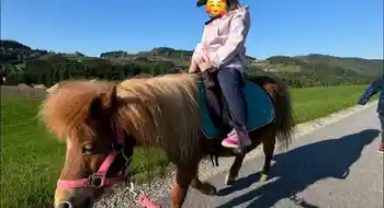 Biete Reitunterricht/Ponyreiten