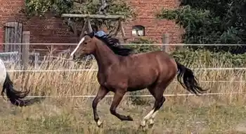 Appaloosa Stute