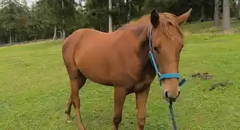 Quarter Horse Wallach