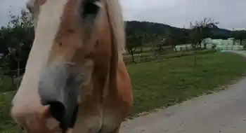 Haflinger