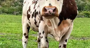 Stier Normanne