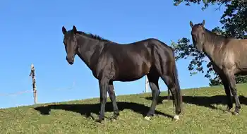 2,5-jähriger Quarter Horse Hengst