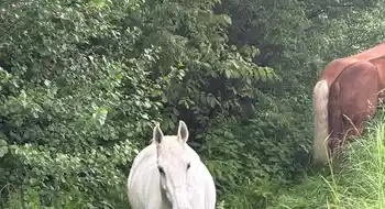 Pflegebeteiligung