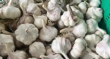 Knoblauch