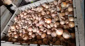 Zwiebeln für Wiederverkauf