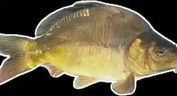 Karpfen