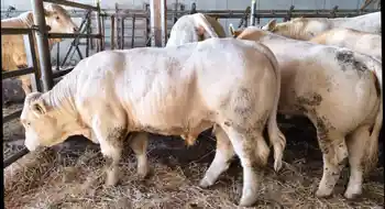 Charolais-Stiere