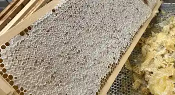 Verkaufen Honig in Hobbock 35-40 kg, Blütenhonig