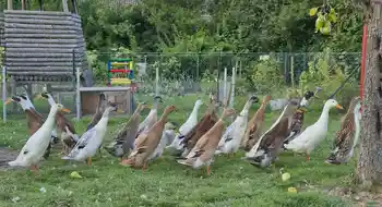 Laufenten