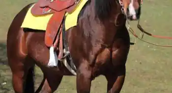 Quarterhorse Decksprung zu verkaufen