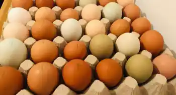 10 Eier aus Freilandhaltung