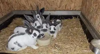 Hasen Riesenschecken blau-weiß Kaninchen