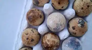 Eier, Wachteleier vom Bauernhof