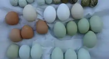 Eier - Speiseeier