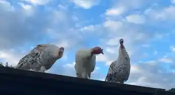 Puten männlich