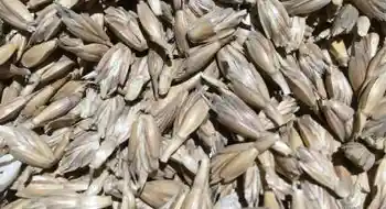 Bio Dinkel, Dinkelreis, Nackthafer, Nackthaferreis, Einkorn