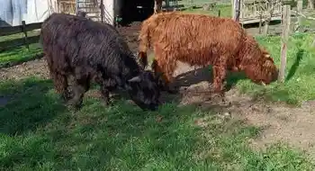 Hochlandrind Stier