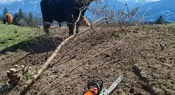 Hochlandrinder zu verkaufen