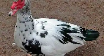 Warzenenten