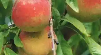 Weingartenpfirsich frisch vom Baum