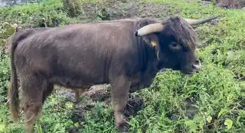 Sehr handzahmer Hochlandrindstier, BIO