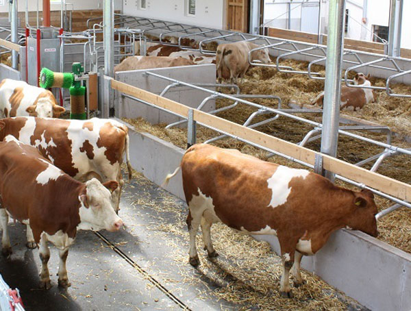 Matériels de ferme, étable et saulles