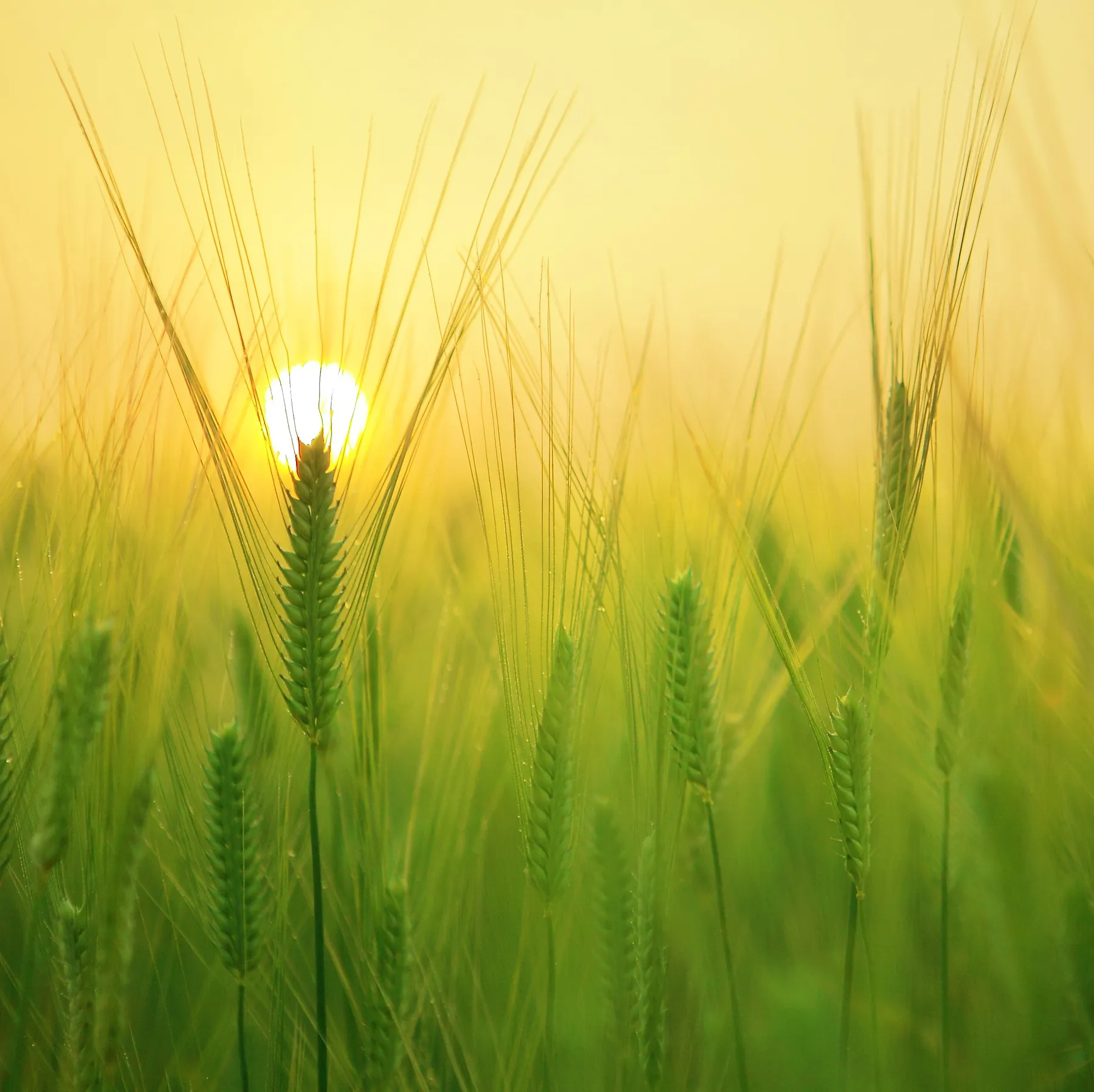 BIO AUSTRIA: Fachtagung liefert Impulse für die Zukunft der Bio-Landwirtschaft – Bild 2