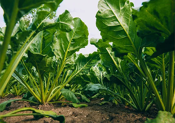Cuprofor® Flow – Verlässliches Kupferfungizid in Österreichischer Qualität – Bild 1