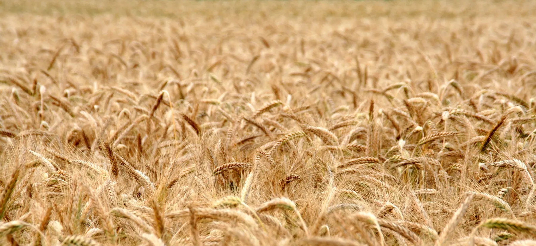 BIO AUSTRIA gibt Richtpreise für Futtergetreide „von Biobauer zu Biobauer“ bekannt