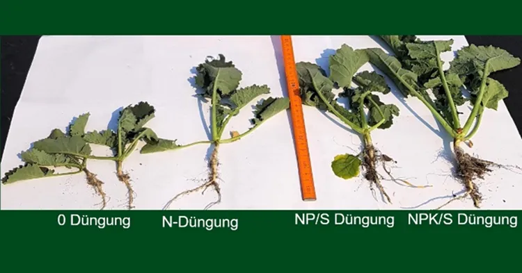 Mit der richtigen Düngeplanung den Raps bedarfsgerecht ernähren! – Bild 3