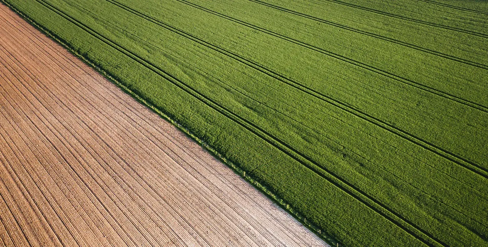 Mehr Weizen ohne mehr Dünger: Nachhaltige Intensivierung durch Präzisionslandwirtschaft