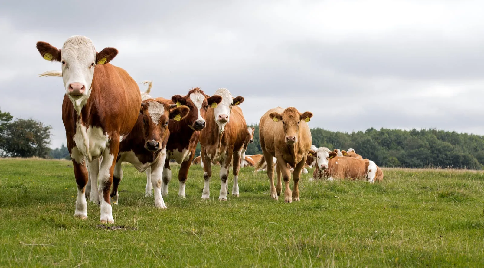 Schlachtungen im August 2026: Rinder stark, Schweine leicht im Plus