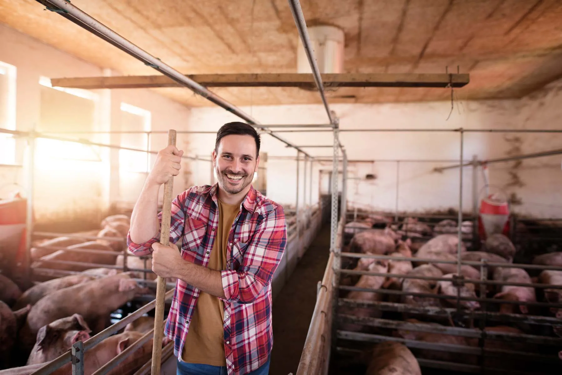Schlachtungen im Juli 2026: Rinder leicht im Plus, Schweine im Minus