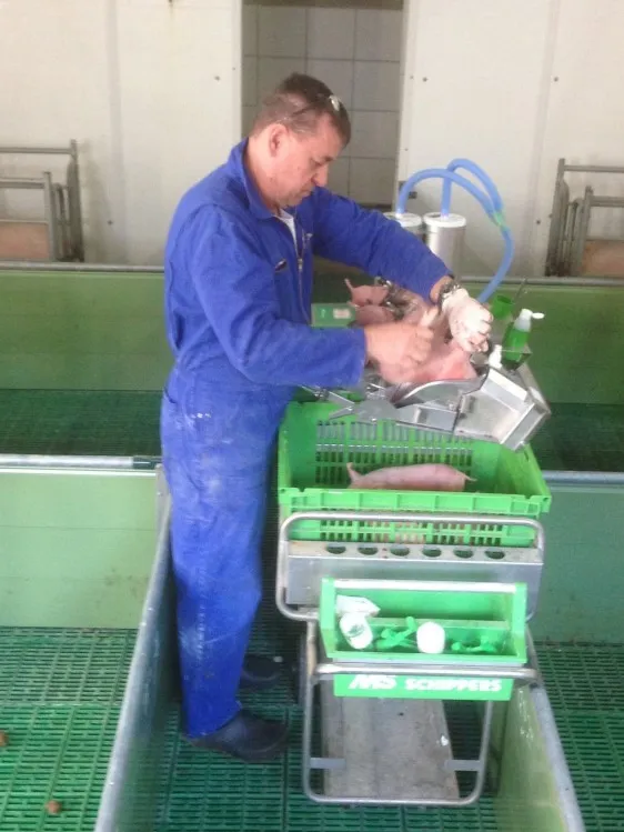 MS Pigsleeper erfolgreich im Praxiseinsatz