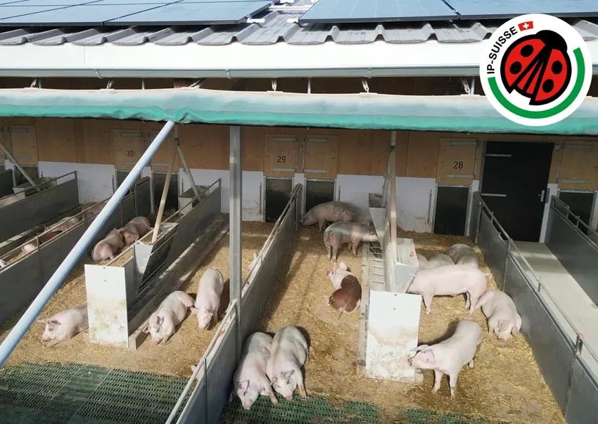 Erster emissionsarmer NatureLine Tierwohlstall in der Schweiz!