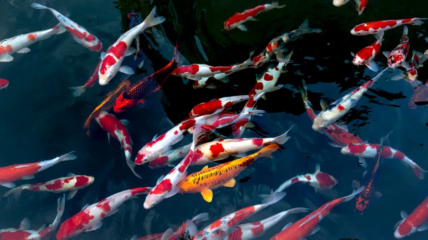 Sauerstoffmanagement in der Fischzucht
