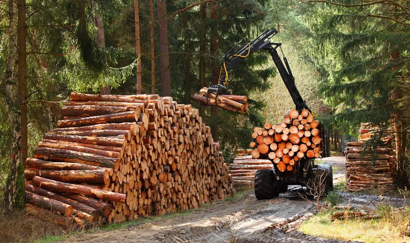 Erzeugerpreise August 2026: Roggen fällt, Holzpreise steigen