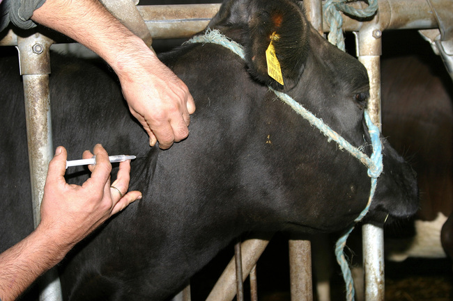 Wer seine Rinder freiwillig gegen die Erreger der Blauzungenkrankheit impft, bekommt in Baden-Württemberg einen Zuschuss. (Foto: Agrarfoto)