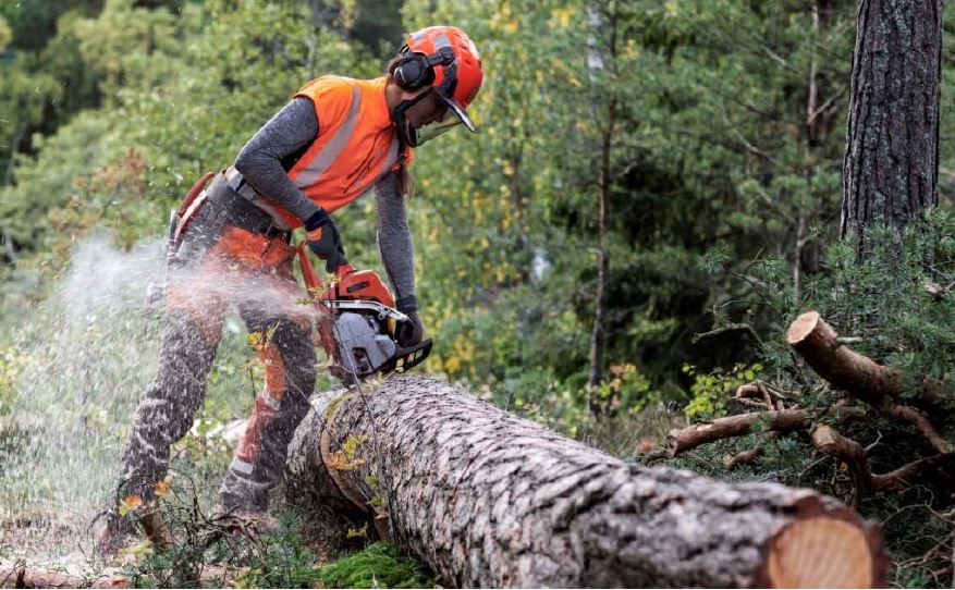 Husqvarna präsentiert zwei neue 50 ccm Sägen, die dank komplett überarbeitetem Design und neuer Konstruktion bisherige Standards neu definieren (Foto: Hersteller).