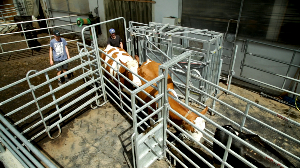 Treibgänge ermöglichen eine stressfreiere Klauenpflege für Rind und Mensch.