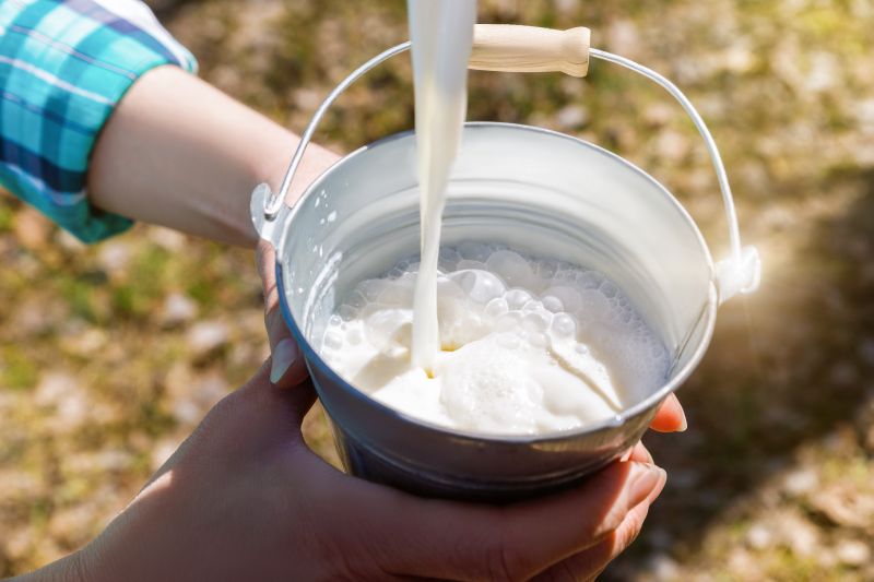 Milch trägt zur Wertschöpfung im ländlichen Raum bei und erhöht die Wertschätzung für landwirtschaftliche Produkte aus der Region (Bildquelle: shutterstock/Natali_ Mis).