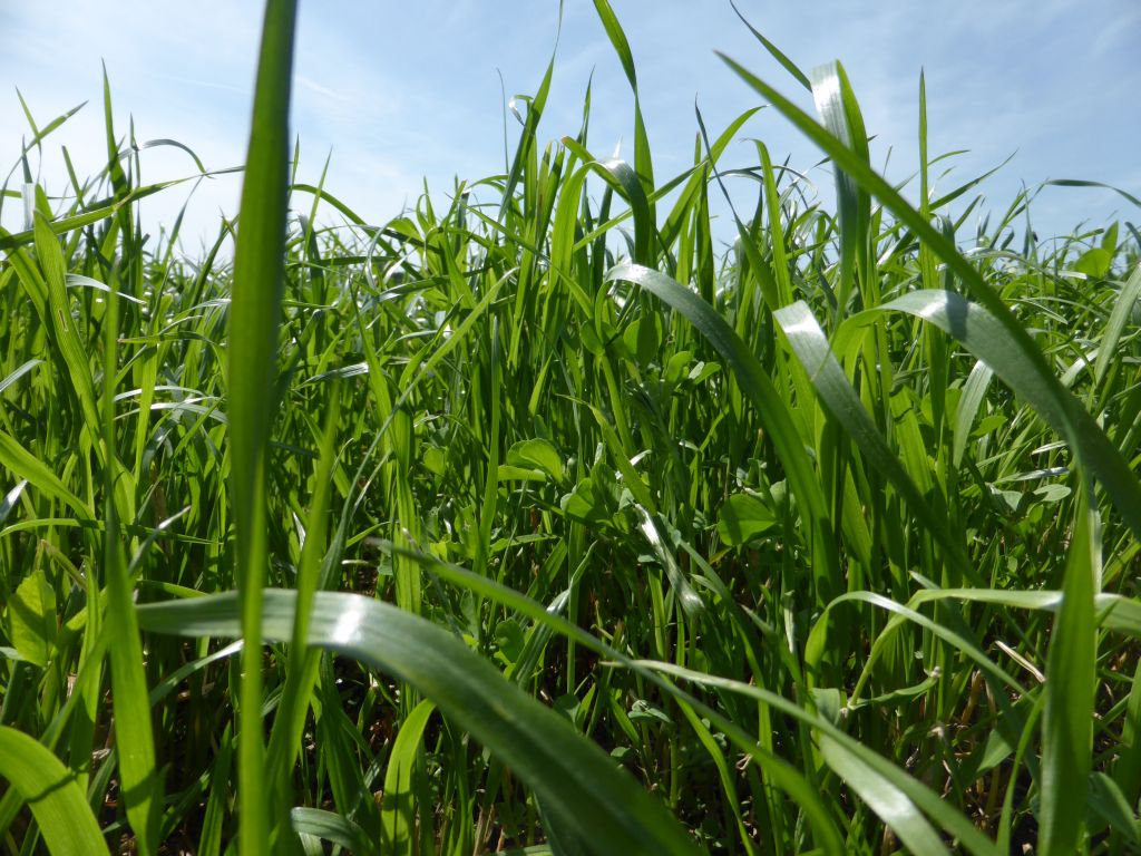 Landwirte können ihr Grünland fitter für schwierige Bedingungen machen: Mit periodischer Nachsaat (Bildquelle: Die Saat).