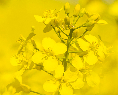 Jetzt nachschauen: SAATBAU LINZ - Mit Raps auf Erfolgskurs