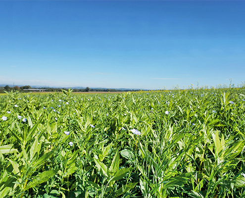 Jetzt nachschauen: SAATBAU LINZ - Premiumzwischenfrüchte