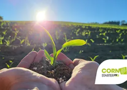 Titelbild: Hände mit Erde und einer Maispflanze darin - im Hintergrund ein Maisfeld kurz vor Sonnenuntergang